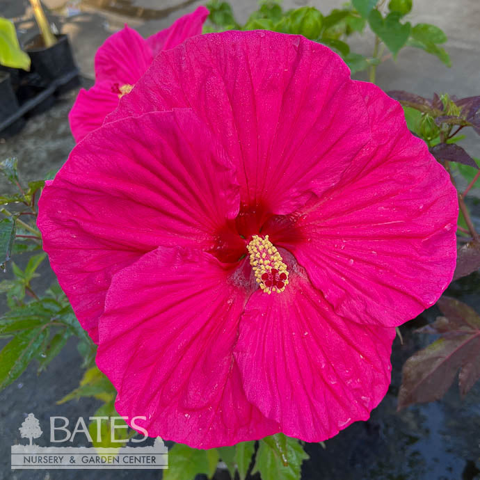  #1 Hibiscus X Summer In Paradise/ Pink Hardy