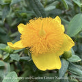  #1 Hypericum Frondosum Sunburst/ St. John's Wort Native (TN)