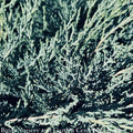  #1 Juniperus Virg Grey Guardian/ Spreading Juniper Native (TN)
