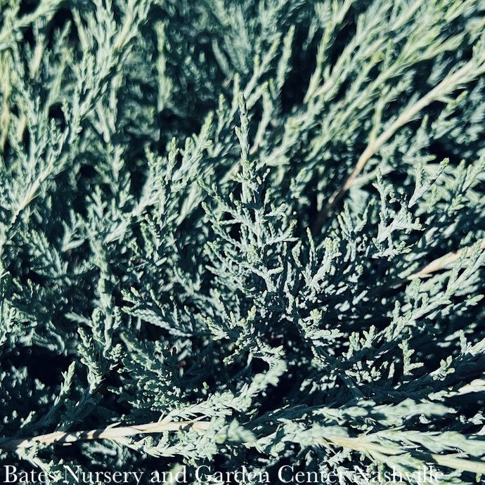  #1 Juniperus Virg Grey Guardian/ Spreading Juniper Native (TN)