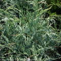  #1 Juniperus Virg Grey Owl/ Spreading Juniper Native (TN)