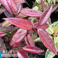  #1 Leucothoe Axillaris/ Coastal Native (R)