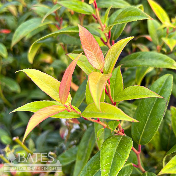  #1 Leucothoe Axillaris/ Coastal Native (R)