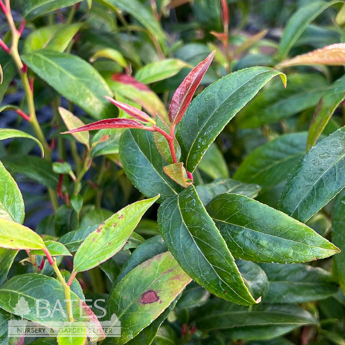  #1 Leucothoe Axillaris/ Coastal Native (R)