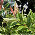  #1 Leucothoe Axillaris Rejoyce/CoastalNative (R)