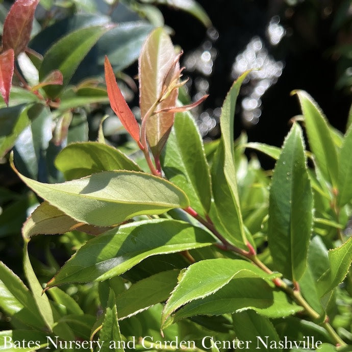  #1 Leucothoe Axillaris Rejoyce/CoastalNative (R)
