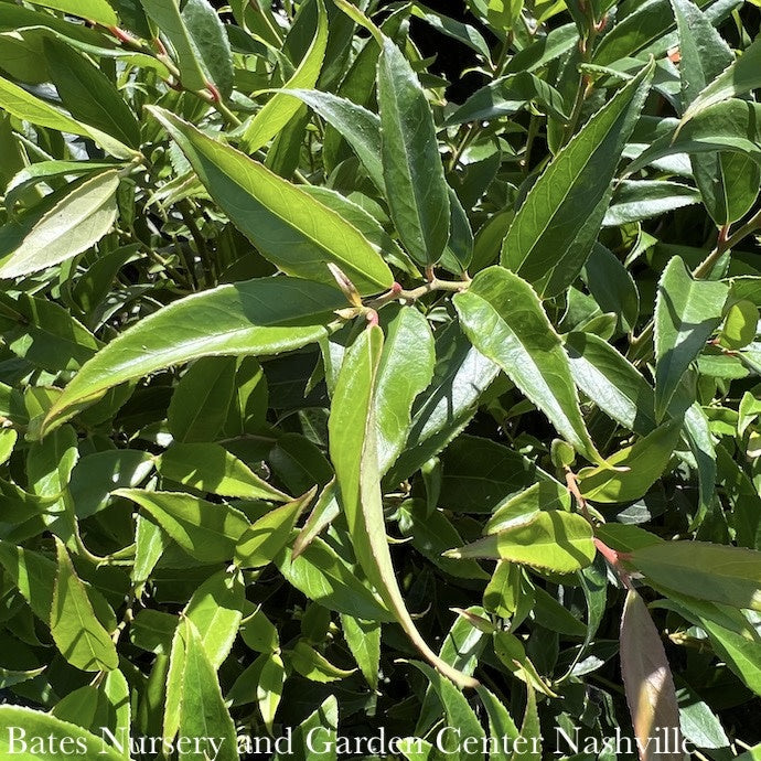  #1 Leucothoe Axillaris Rejoyce/CoastalNative (R)
