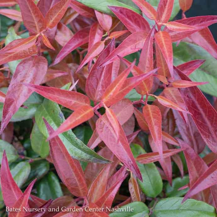  #1 Leucothoe Fontanesiana Scarletta/ Drooping Native (TN)