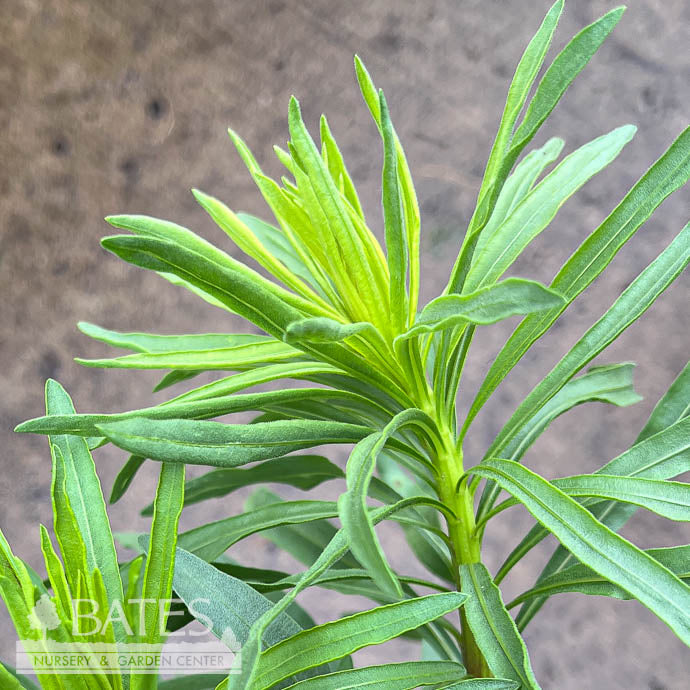  #1 Liatris Aspera/ Purple Blazing Star Native (TN)