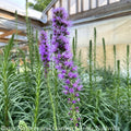  #1 Liatris Spica / Gayfeather, Blazing Star Native (TN)