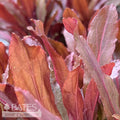  #1 Lobelia Card Black Truffle/ Cardinal Flower Native (TN)