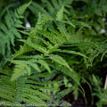  #1 Matteuccia Struthiopteris/ Ostrich FernNative (R)