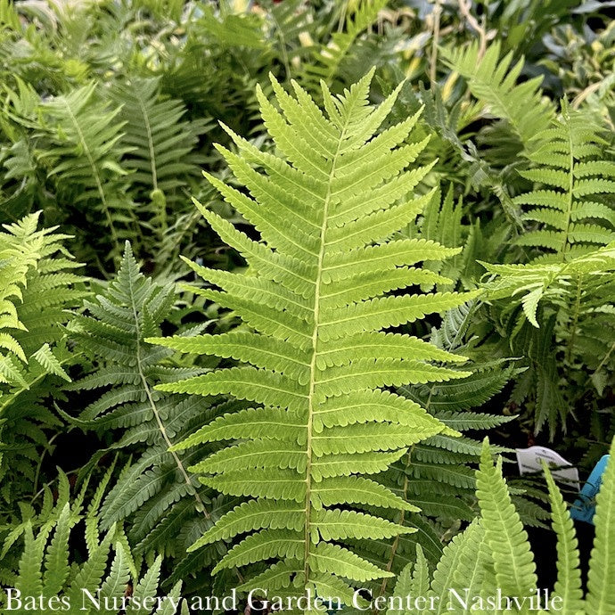  #1 Matteuccia Struthiopteris/ Ostrich FernNative (R)