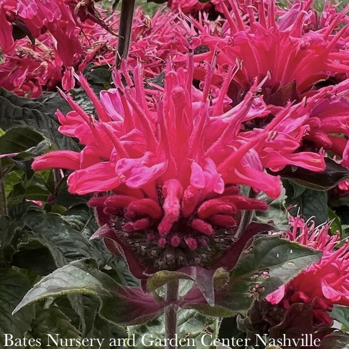  #1 Monarda Did PW Pardon My Cerise/ Dark Pink Beebalm Native (TN)