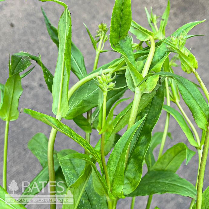  #1 Penstemon Digitalis/ Beardtongue Native (TN)