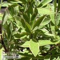  #1 Phlox Glab Ssp Triflora Triple Play/ Variegated Native (TN)