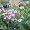 #1 Phlox Pan AB Jeana/ Pink Upright Garden Native (TN)