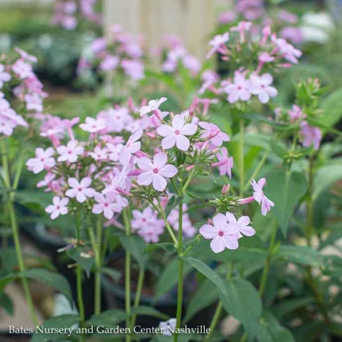  #1 Phlox Pan Jeana/ Lavender-pink Upright Garden Native (TN)