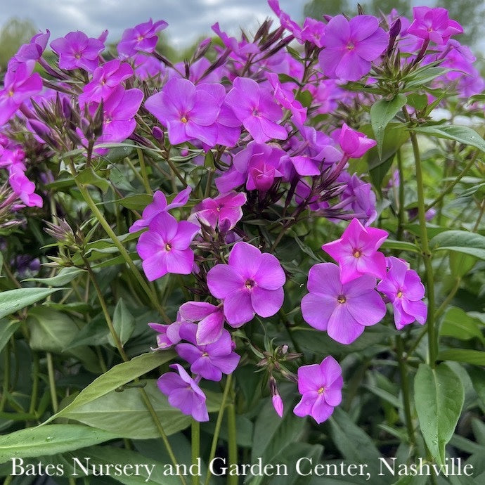  #1 Phlox X PW Cloudburst/ Tall Mounding Lavender