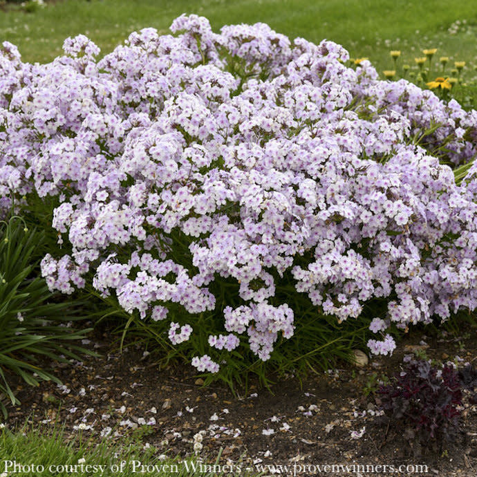  #1 Phlox X PW PP Opening Act Pink-A-Dot/ Pink Dwarf Garden