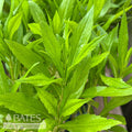  #1 Physostegia Virginiana/ Obedient Plant Native (TN)