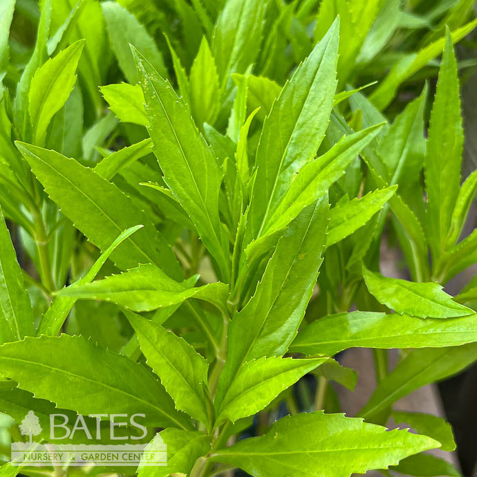  #1 Physostegia Virginiana/ Obedient Plant Native (TN)