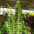  #1 Polystichum Acrostichoides AB/ Christmas Fern Native (TN)