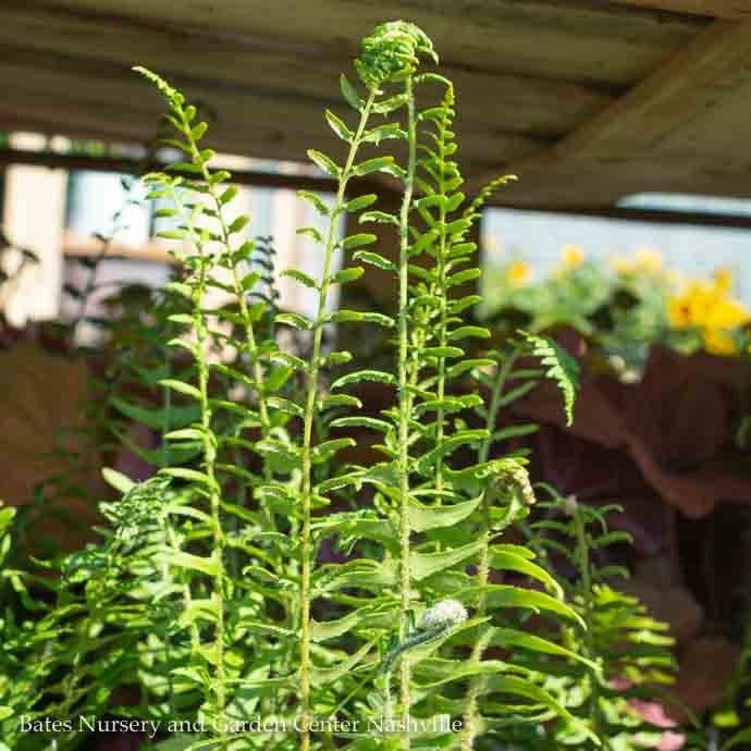  #1 Polystichum Acrostichoides AB/ Christmas Fern Native (TN)