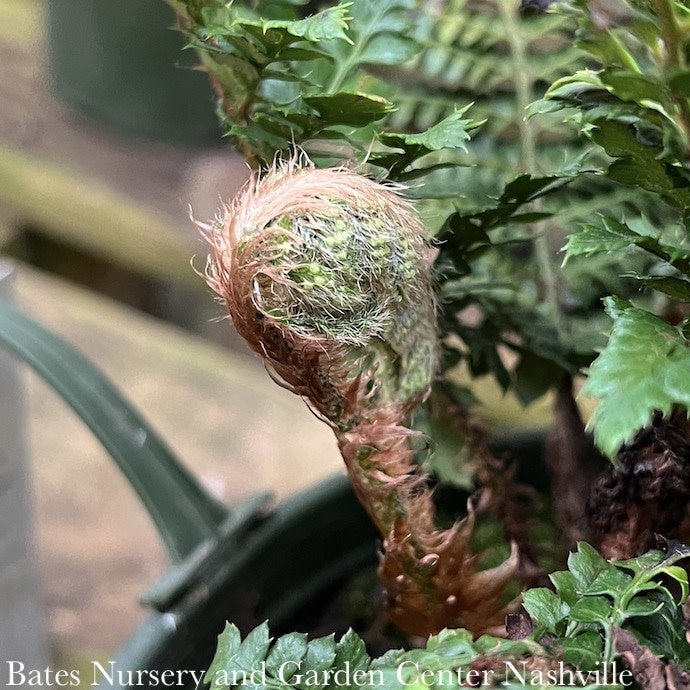  #1 Polystichum Polyblepharum/ Japanese Tassel Fern