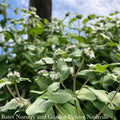  #1 Pycnanthemum Muticum AB/ Short-toothed Mountain Mint Native (TN)