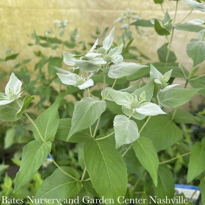  #1 Pycnanthemum Muticum AB/ Short-toothed Mountain Mint Native (TN)