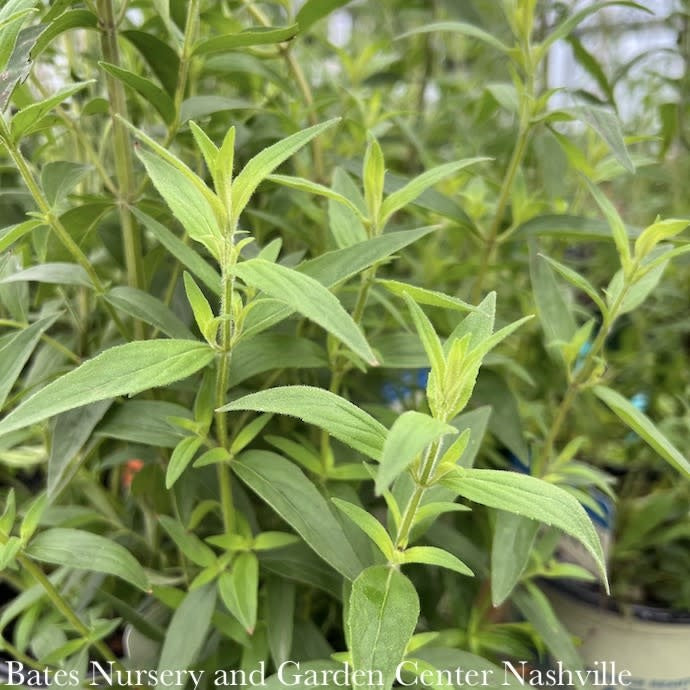  #1 Pycnanthemum Verticillatum Var Pilosum/ American Mountain Mint Native (TN)