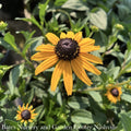  #1 Rudbeckia Ful Early Bird Gold/ Black-Eyed Susan Native (TN)