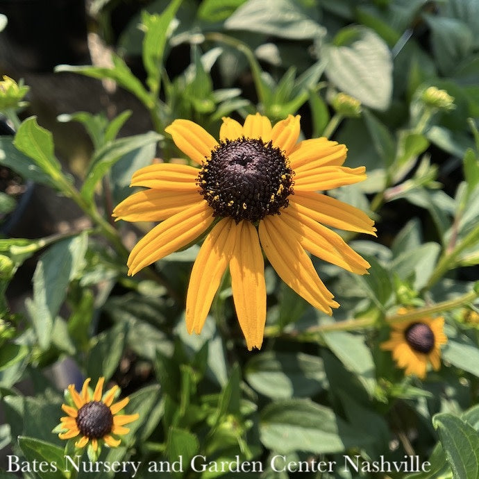  #1 Rudbeckia Ful Early Bird Gold/ Black-Eyed Susan Native (TN)