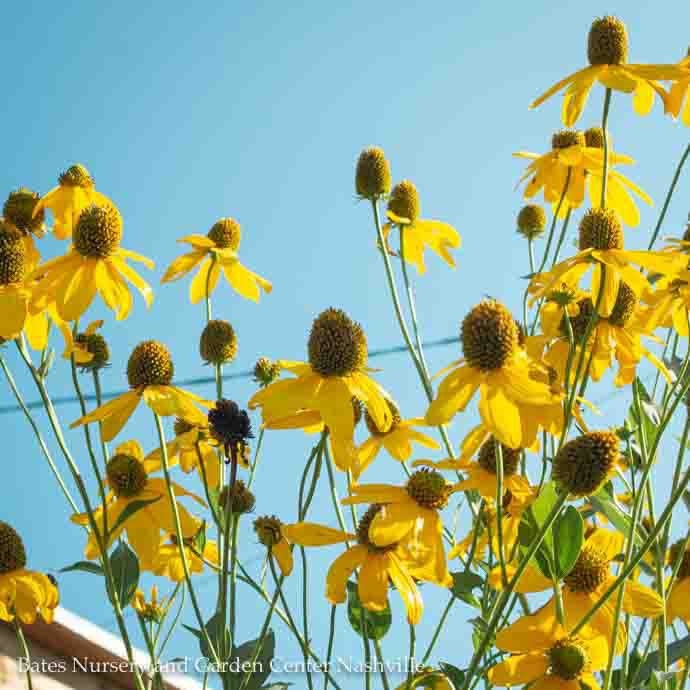  #1 Rudbeckia Lacin Autumn Sun/ Cutleaf Coneflower Native (TN)