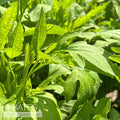  #1 Rudbeckia Subtomentosa/ Sweet Coneflower Native (TN)