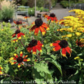  #1 Rudbeckia Tril AB Prairie Glow/ Brown Eyed Susan Native (TN)