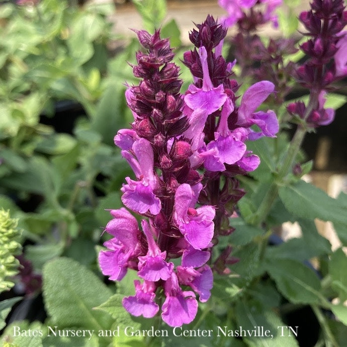  #1 Salvia Nem Rose Marvel/ Meadow Sage