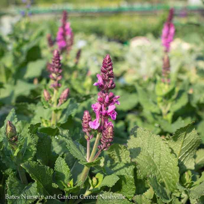 #1 Salvia Nem Rose Marvel/ Meadow Sage
