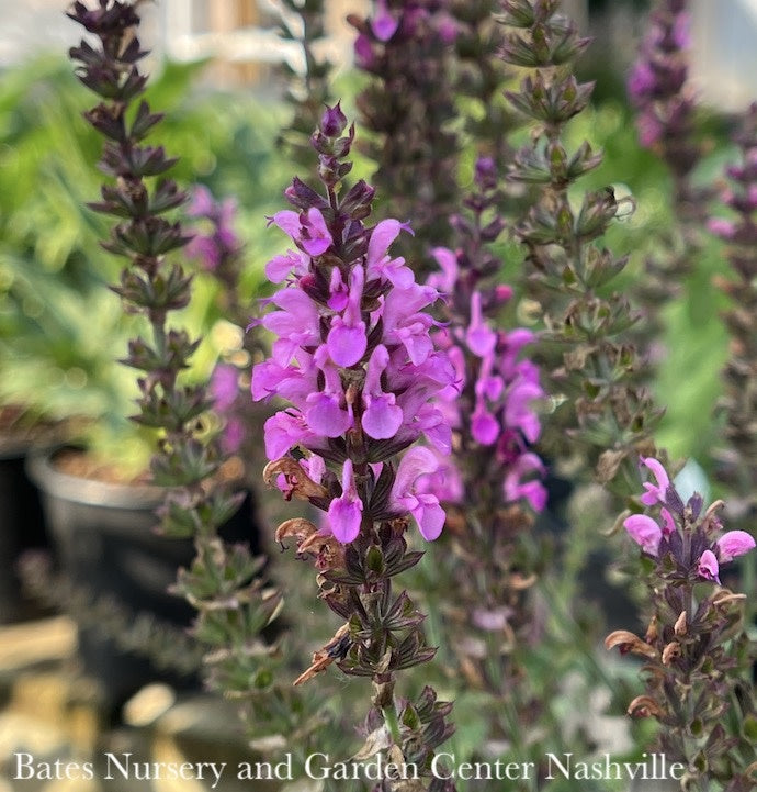  #1 Salvia Nemorosa Apex Pink/Meadow Sage