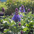  #1 Salvia Nemorosa Blue Marvel/Sage