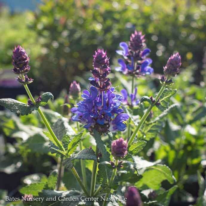  #1 Salvia Nemorosa Blue Marvel/Sage