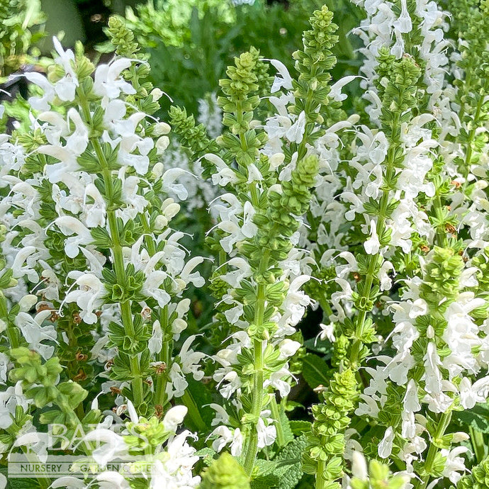  #1 Salvia Nemorosa PW Proven Pollinators 'White Profusion'/ Meadow Sage