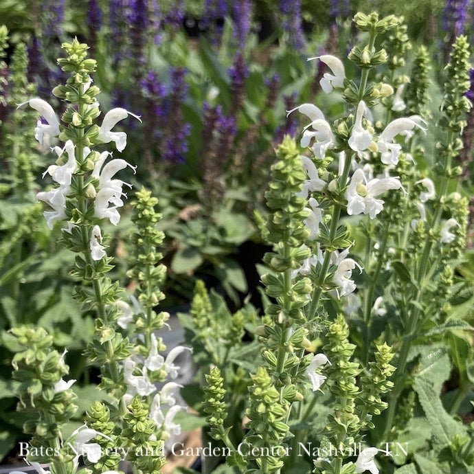  #1 Salvia Nemorosa PW Proven Pollinators 'White Profusion'/ Meadow Sage