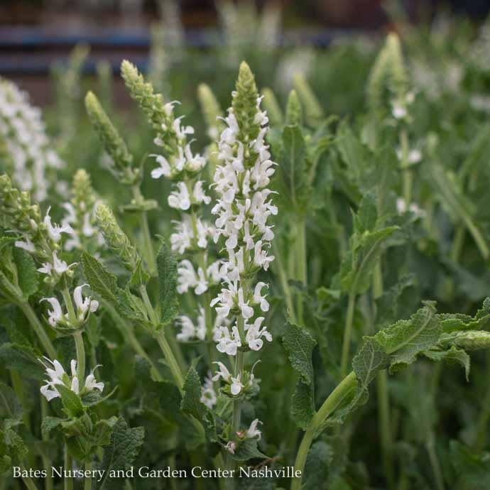  #1 Salvia X Sylvestris Snow Hill/White Meadow Sage