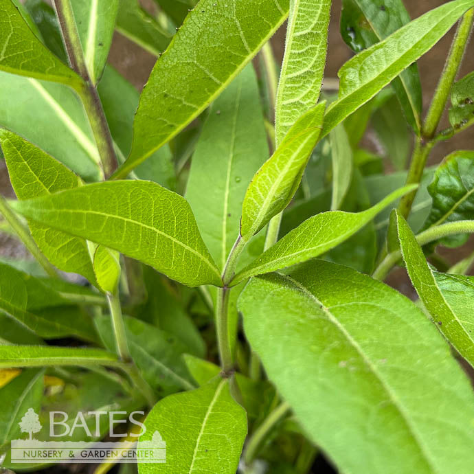  #1 Silphium Integrifolium/ Prairie Rosinweed Native (TN)