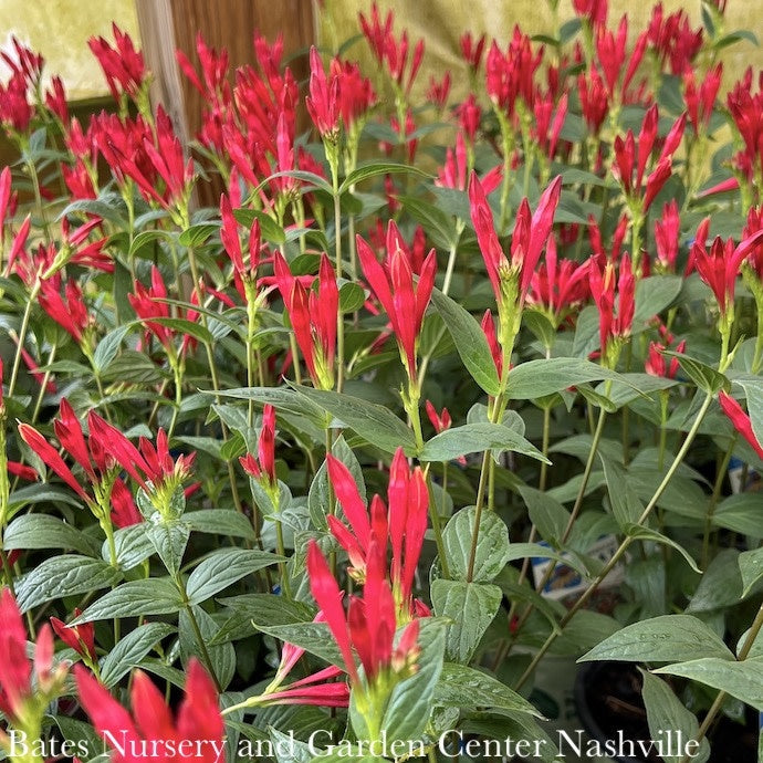  #1 Spigelia Mar AB Little Redhead/ Indian Pink Native (TN)