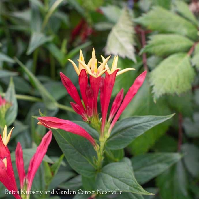  #1 Spigelia Mar AB Little Redhead/ Indian Pink Native (TN)