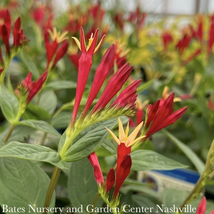  #1 Spigelia Mar AB Little Redhead/ Indian Pink Native (TN)
