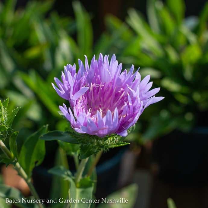  #1 Stokesia Laevis Peachie's Pick/ Stokes' Aster Native (R)